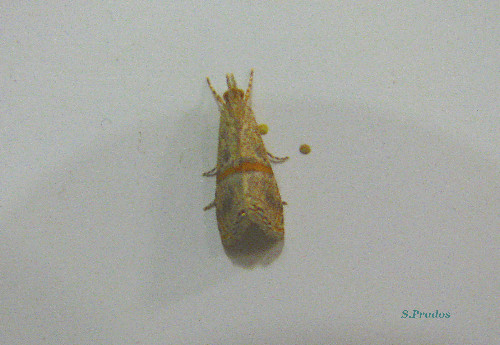 piccola falena per l''identificazione